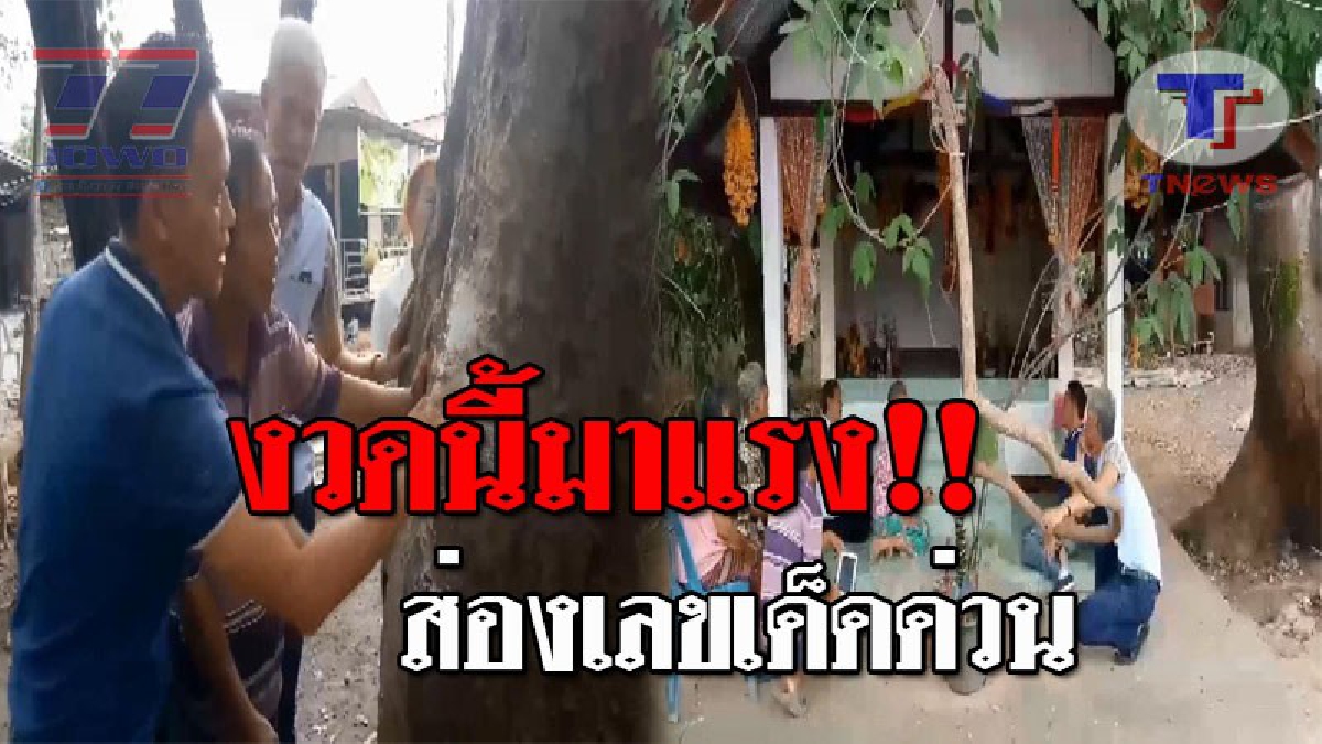 สะเทือนทุกแผง..!! เอาอีกแล้ว ศาลเจ้าพ่อบ้าน-ต้นมะค่าแฝดโบราณ อายุ 100 ปี งวดนี้โผล่ให้เห็นเต็มๆตา ทั้ง 2 ตัว 3 ตัว ลอตเตอรี่โดนกวาดเกลี้ยง!?