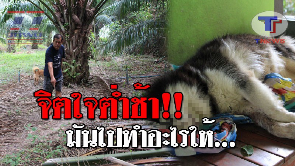 สุดชั่วนรก..!! เพื่อนบ้านสุดโหด ยิงสุนัขไซบีเรีย 2 นัด ตายสุดทรมาน เจ้าของโร่ถามหาสาเหตุ กลับบอกว่าไม่รู้เรื่อง ก่อนหายเข้ากลีบเมฆ!? (คลิป)