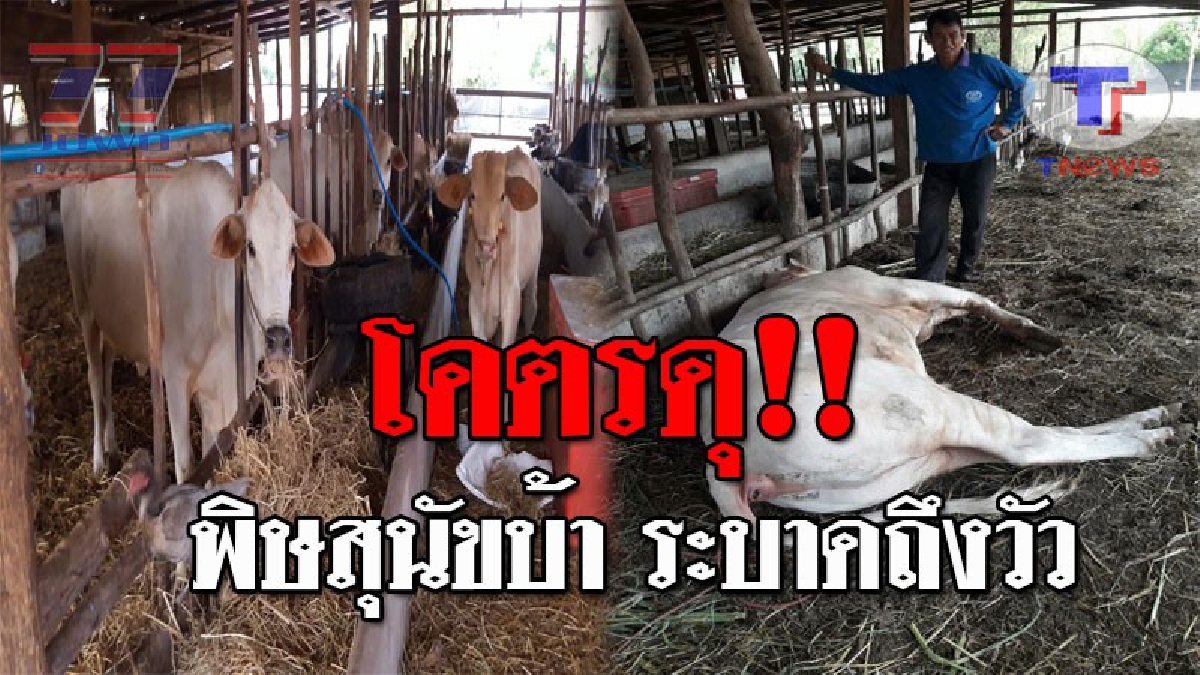 ด่วน..!! พิษสุนัขบ้า ระบาดถึงวัวแล้ว ปศุสัตว์อ.เมืองสุรินทร์ เร่งลงพื้นที่กักกันอย่างเร่งด่วน เพื่อป้องกันเชื้อที่แพร่ขยายในวงกว้าง!? (คลิป)