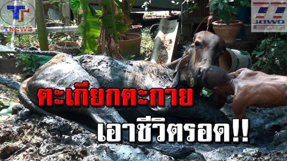 น้ำตาวัวไหลริน !! "เจ้ากาแฟ" วัวเพศผู้เดินหลงฝูง หวังไปกินต้นมะขามเทศ ดันถูกธรณีสูบจมทั้งตัวนานกว่า 1 ชม. งานนี้บอกเลยสงสารจับใจ!? (คลิป)