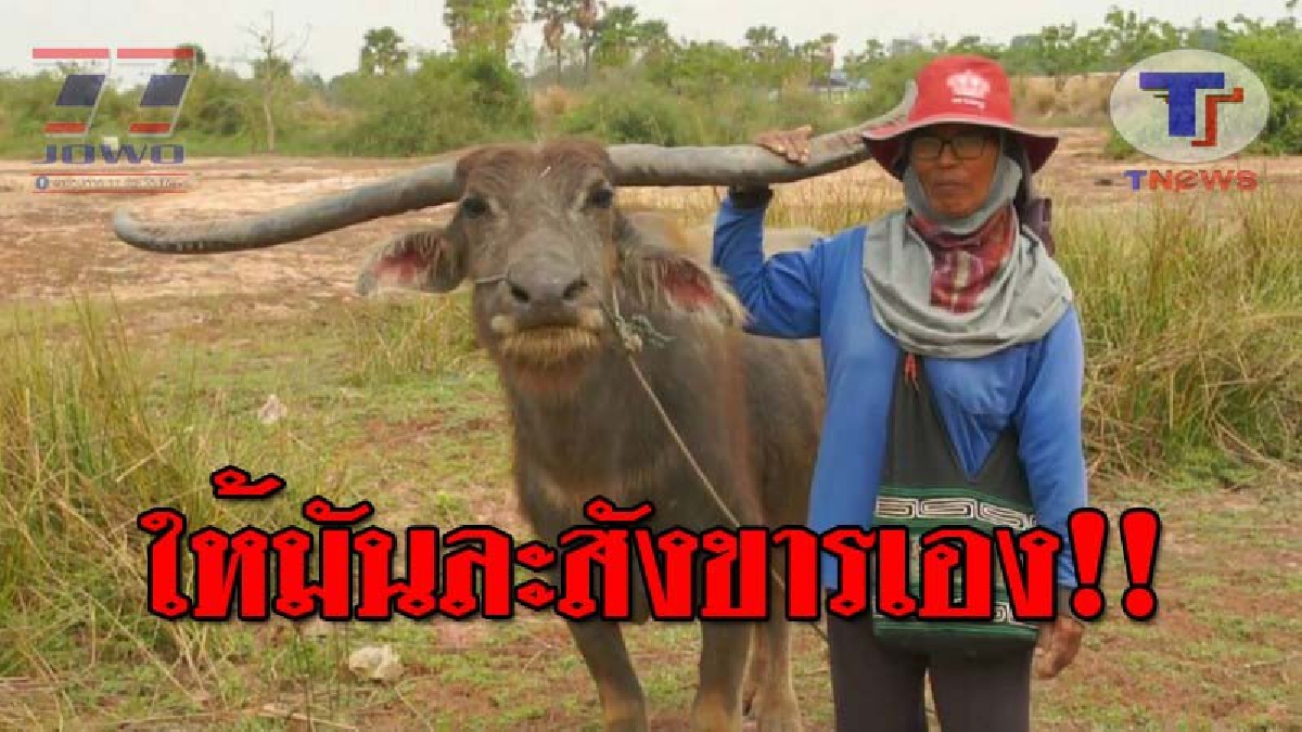 สุดฮือฮา..!! ควายเพศเมียอายุ 26 ปี ลักษณะงาม มีเขายาวกว่า 1 เมตรกว่า แตกต่างจากตัวอื่น มีคนเสนอราคานับแสน ก็ยังไม่ยอมขาย!? (ชมคลิป)