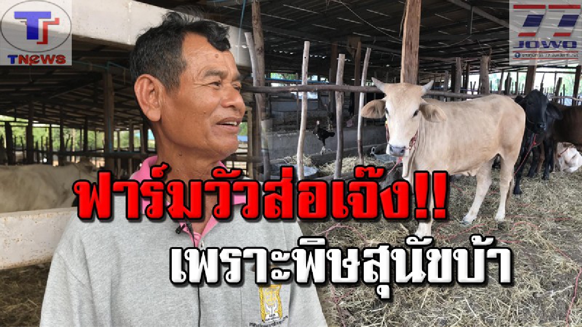ผงะ..!! เชื้อพิษสุนัขบ้าระบาดหนัก ลามติดถึงวัวพ่อพันธุ์ ด้านเจ้าของฟาร์มวัวครวญหนัก กู้เงินล้านมาลงทุน ส่อเจ๊ง วอนรัฐช่วย (คลิป)