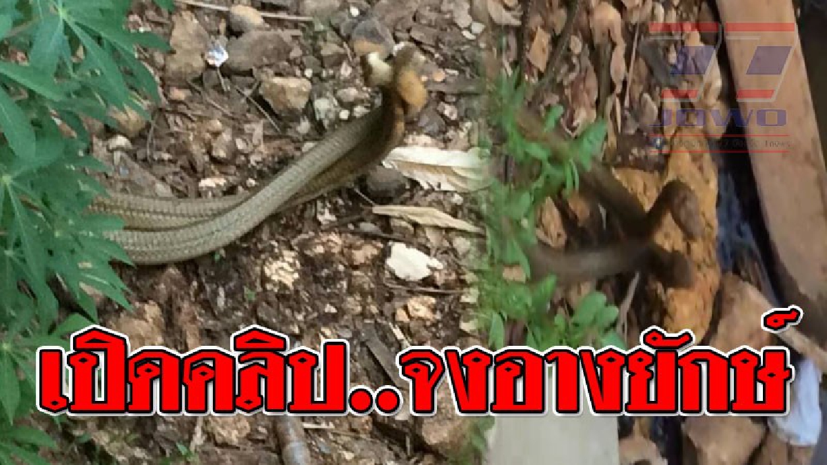 ดูกันชัดๆ อย่าเผลอกระพริบตา งูจงอางยักษ์ผัว-เมียผสมพันธุ์ริมห้วย เป็นภาพสุดน่าขนลุก ท่ามกลางสายตาชาวบ้านนับ 10 คน..!! (ชมคลิป)