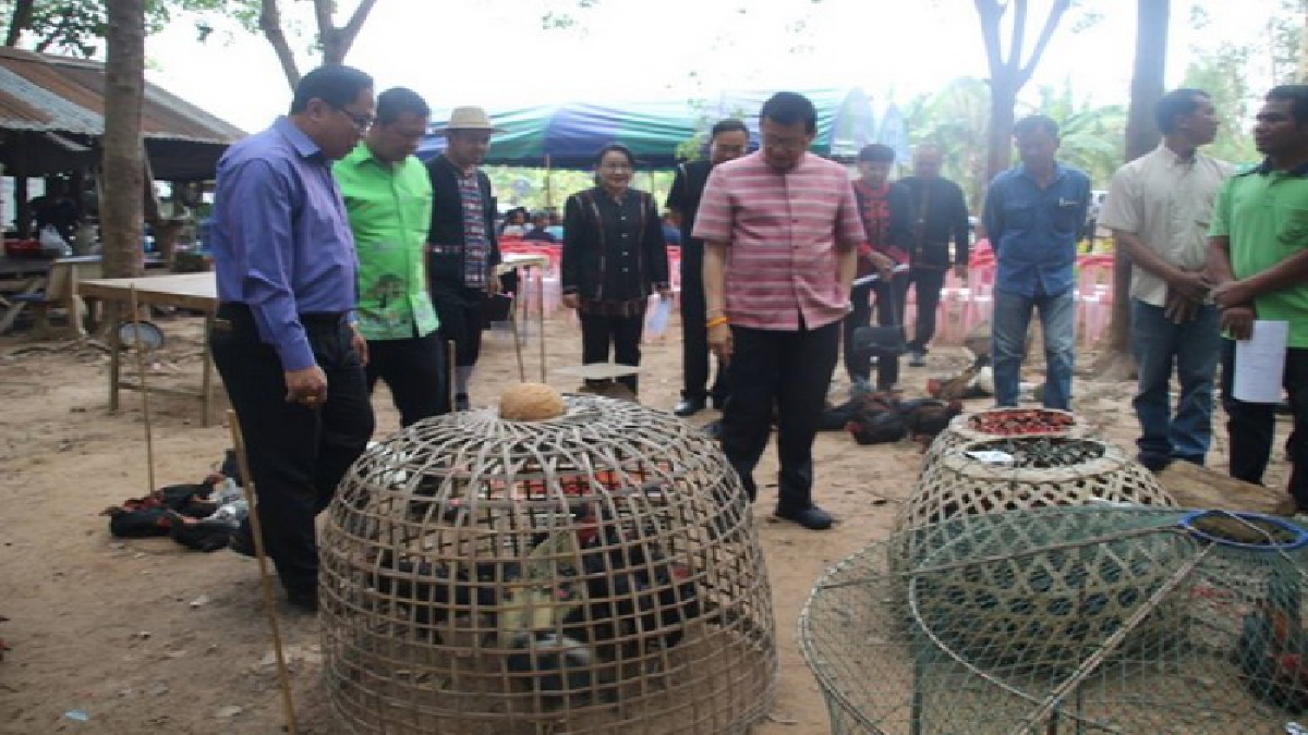 ศรีสะเกษ ! หนุนเลี้ยงไก่พื้นเมืองในสวนยาง สร้างรายได้เสริมแก้วิกฤติราคายางตกต่ำ  (ชมคลิป)