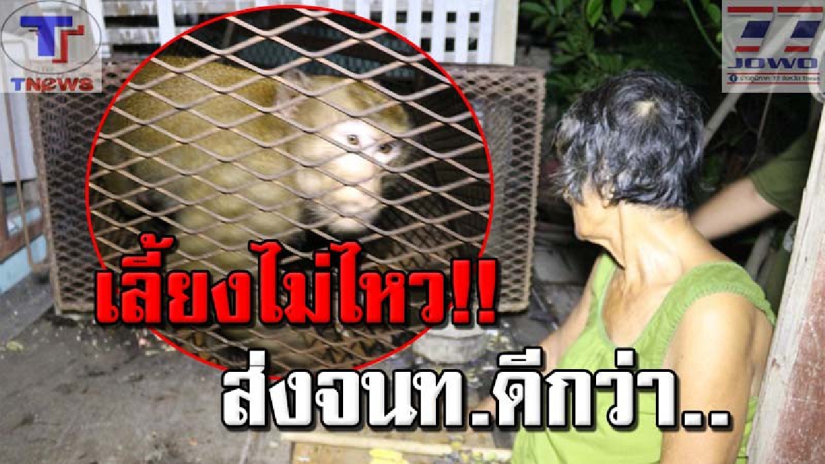 หวั่นติดคุกเพราะลิง !!ยายโร่แจ้ง จนท.จับลิงคืนป่า หลังหลุดเร่ร่อนมา