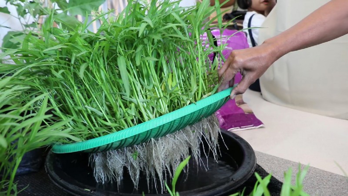 สุดเจ๋ง!! ผู้นำสภาชุมชนบ้านจุฬาภรณ์พัฒนา4 ปลูกผักบุ้งแบบลอยน้ำในกะละมัง 15 วัน เห็นผทันตา