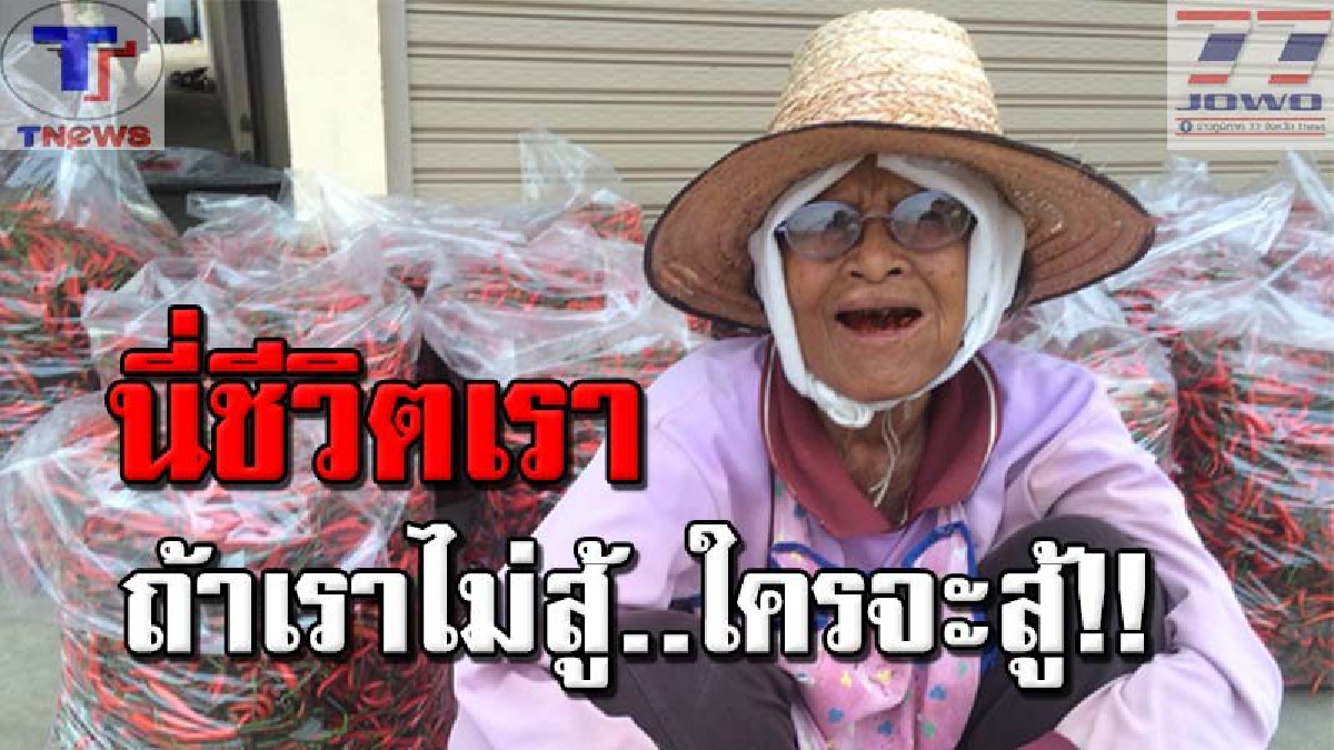 “ต้นทุนชีวิตเราไม่เท่ากัน” แม่เฒ่าเมืองช้างวัย 70 ปี ยืนตากแดด ตากลมทั้งวัน กัดฟันสู้อดทนรับจ้างเก็บพริก ก.ก.ละ 10 บาท เลี้ยงหลาน 5 คน