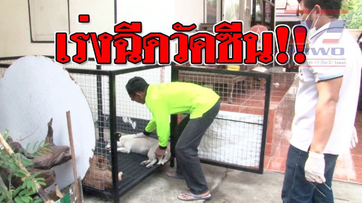 #พิษสุนัขบ้า ! เทศบาลท่าพระจับสุนัขเร่ร่อนฉีดวัคซีนป้องกันโรคพิษสุนัขบ้า ทำหมันควบคุมประชากรสุนัขและป้องกันการแพร่ระบาดโรคพิษสุนัขบ้า (คลิป)