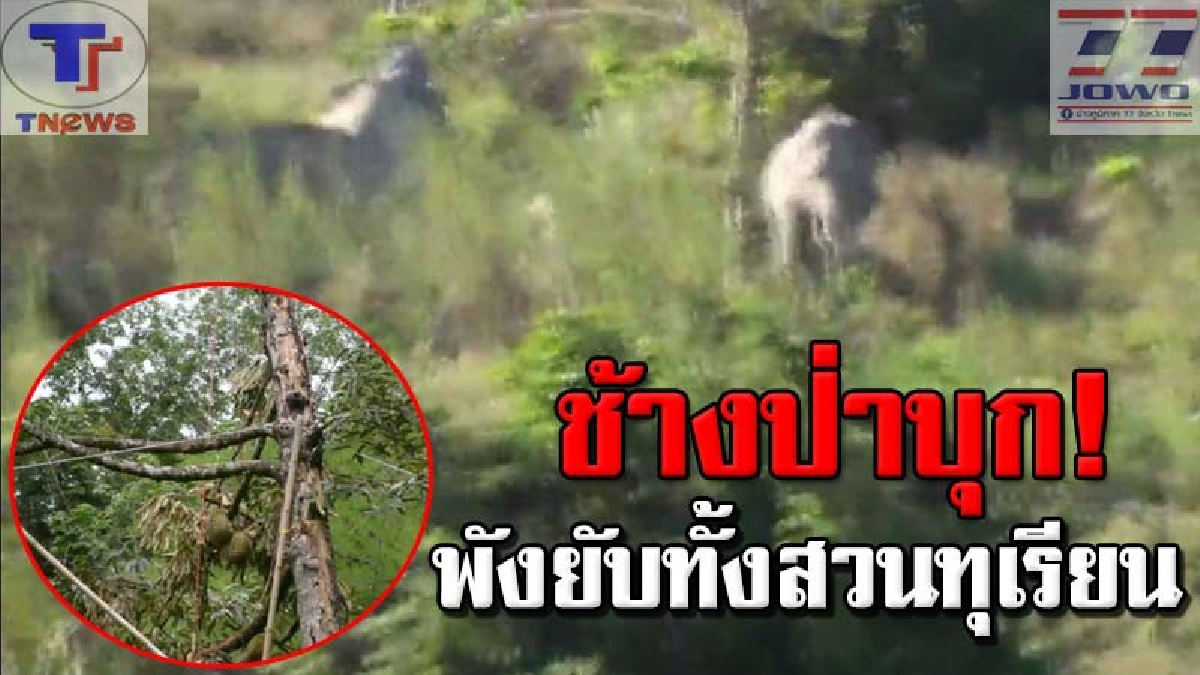 นาทีระทึก..สบตาช้างทั้งโขลง!!? เจ้าของสวนกุมขมับ ฝูงช้างป่าบุกกินทุเรียน แถมกองทิ้งไว้ เผื่อไว้กินต่อวันพรุ่งนี้ งานนี้ขาดทุนย่อยยับ (คลิป)
