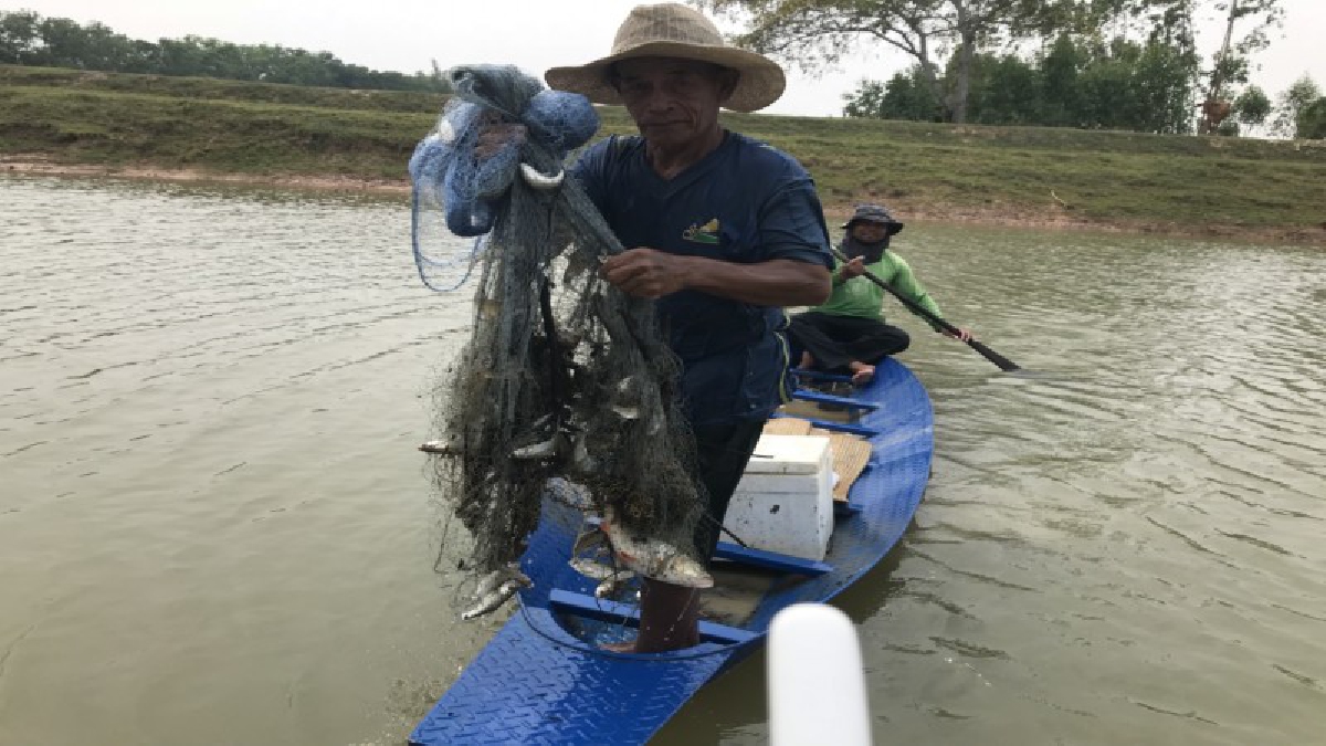 ตะลึง ! ภูมิปัญญาบรรพบุรุษที่ถ่ายทอดกันมาจากรุ่นสู่รุ่นเป็นเวลากว่า 70 ปี ด้วยการชวนกันพายเรือ 5-6 ลำ หว่านแหร่วมกันเป็นกลุ่มในพื้นเดียวกัน