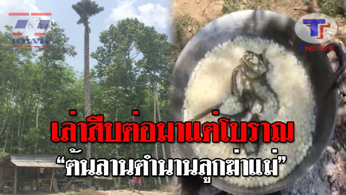 ลูกทรพีฆ่าแม่..!! เปิดตำนาน "ต้นลานลูกฆ่าแม่" ตลอดชีวิต 20-80 ปี ออกลูกครั้งเดียว ยอดด้วนยืนต้นตาย เคยกินไหม สรรพคุณรักษาหลายโรค!? (ชมคลิป)