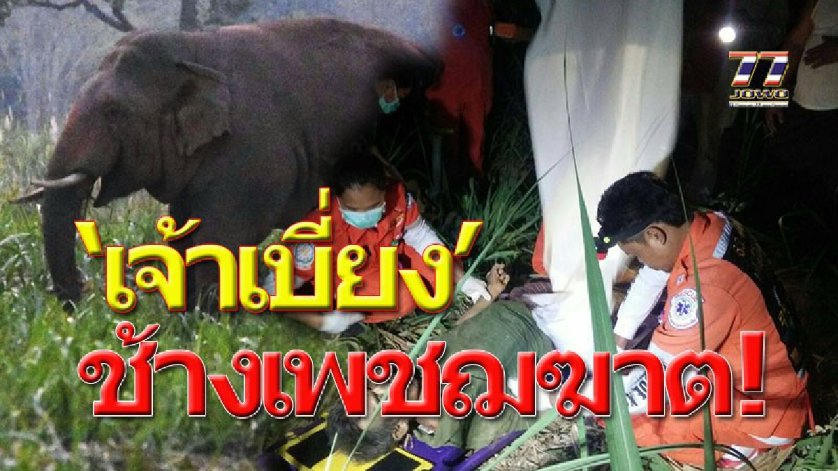 กระทืบยับดับสยอง..!! "เจ้าเบี่ยง" ช้างป่าโหด เหยียบพ่อเฒ่าดับคาไร่ หลังบุกไร่อ้อยกลางดึก ประจันหน้ากัน หนีไม่ทันเลยกลายเป็นศพ!?