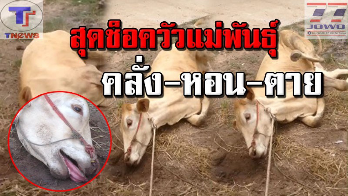 ยายเศร้าหนัก !! วัวแม่พันธุ์ติดเชื้อหมาบ้า คลั่งหอน ก่อนช็อคดับ ถึงกับน้ำตาซึม! คนขอซื้อ 35,000 ไม่ยอมขาย สุดท้ายตายอนาถ!!!!! (คลิป)