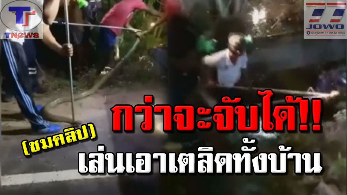 ระทึกวินาทีจับงูยักษ์ 4 เมตร !!! ชาวบ้านผวาหนัก จงอางบุกบ้านกลางดึก โร่แจ้งกู้ภัยจับปล่อยป่า เชื่อแอบเข้าบ้านเพื่อกินลูกแมว (คลิป)