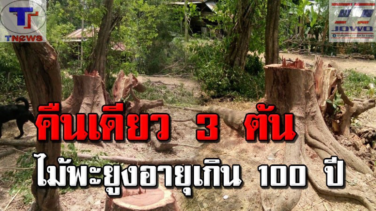 ต่อหน้าต่อตา! แก็งค์มอดไม้ลักลอบตัดไม้พะยูงคืนเดียวถึง 3 ต้น แต่ได้ไปแค่ต้นเดียว ซิ่งรถหนีก่อนโดนชาวบ้านรุมประชาทัณฑ์ (คลิป)