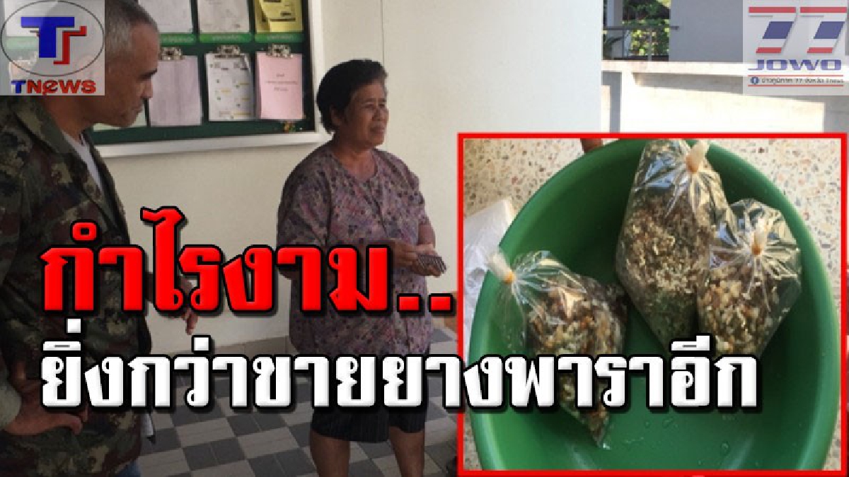 ไข่มดแดงสู้วิกฤติเศรษฐกิจ!!! ชาวสวนยางเมืองคอนช่วงปิดกรีดออกหาไข่มดแดง ขายรายได้งาม เผยรายได้สูงกว่ากรีดยางพาราเยอะ (ชมคลิป)