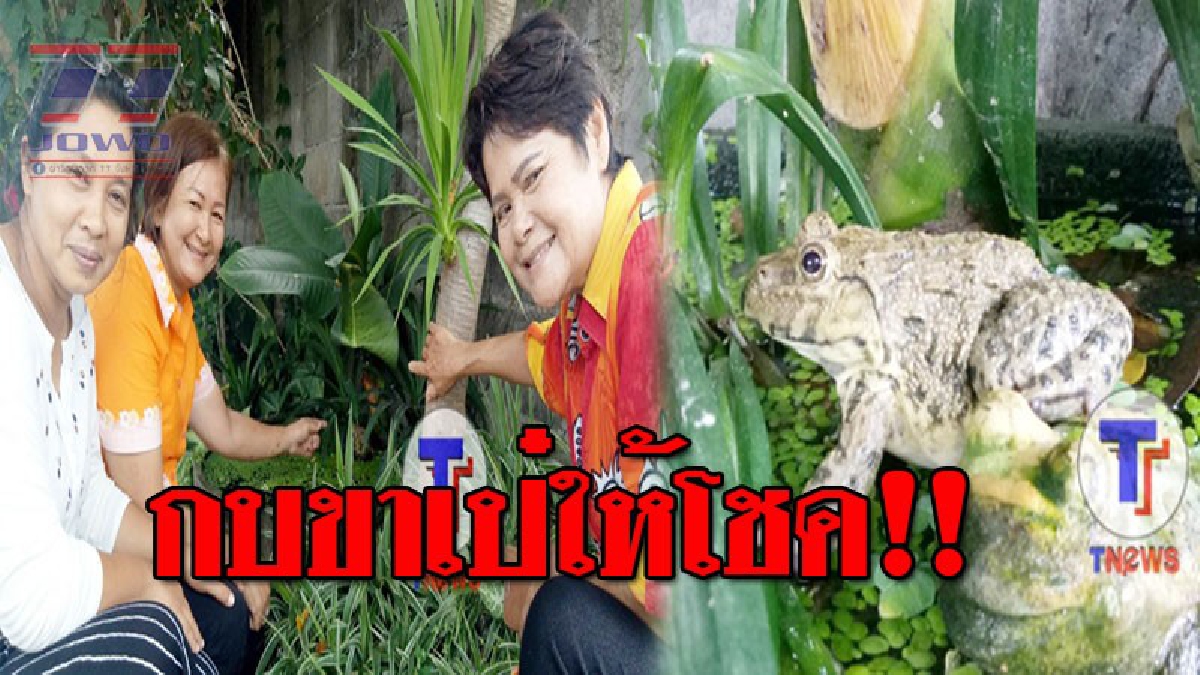 ฮือฮาทั้งหมู่บ้าน..!! กบขาเป๋ให้โชค ทำชาวบ้านถูกมาแล้ว 2 งวดติด สุดทึ่ง ก่อนวันหวยออกทีไร มันโผล่มาให้เห็นทุกที!? (ชมคลิป)