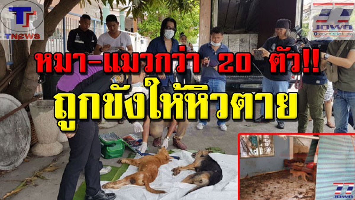 ใครมันทำได้ลงคอ !!? ปศุสัตว์สลด..บุกช่วยเหลือหมา-แมวกว่า 20 ตัว หลังถูกขังไว้ในบ้านร้างนานกว่า 2 เดือน ยิ่งเห็นยิ่งเศร้า สภาพสุดเวทนา(คลิป)