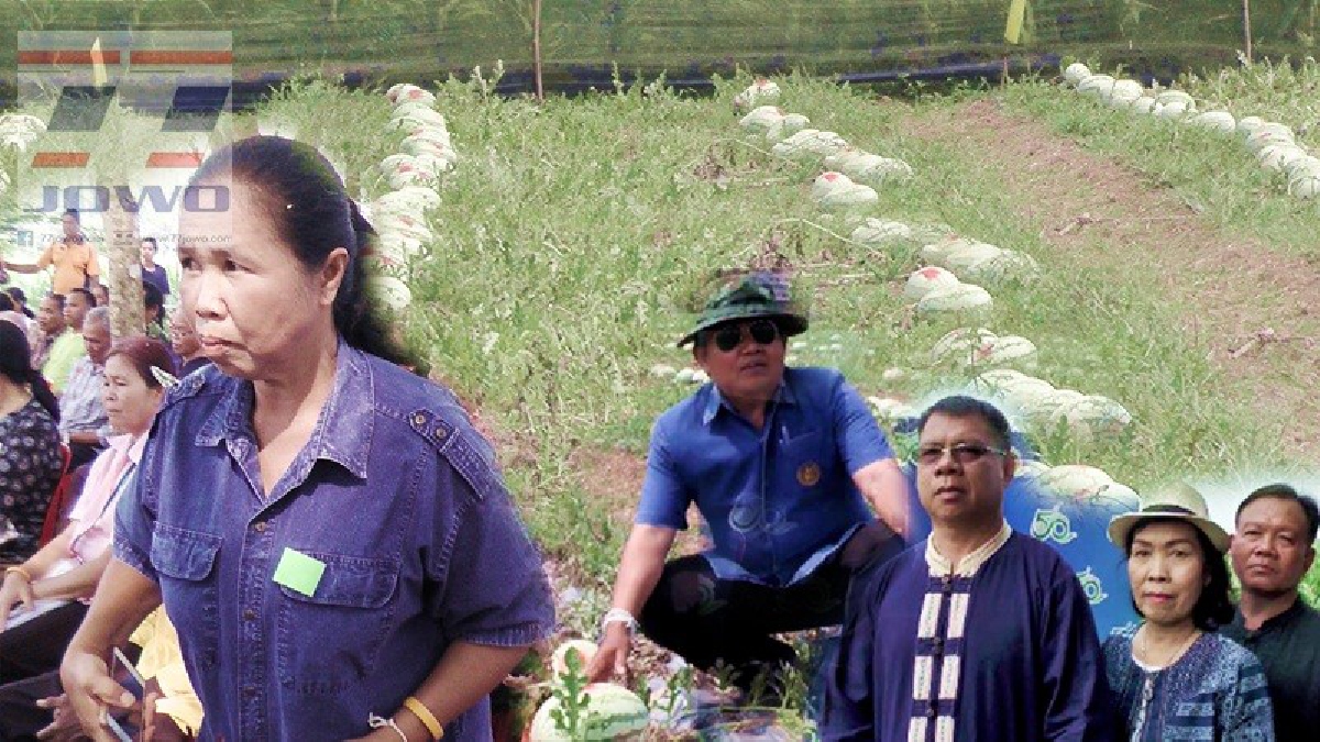 ชาวบ้านเฮ!! สำนักงานเกษตรจังหวัดชัยภูมิ..หนุนชาวบ้านปลูกพืชฤดูแล้ง พร้อมขายเมล็ดพันธุ์ สร้างรายได้งาม2-3หมื่นต่อไร่..!?  (ชมคลิป)