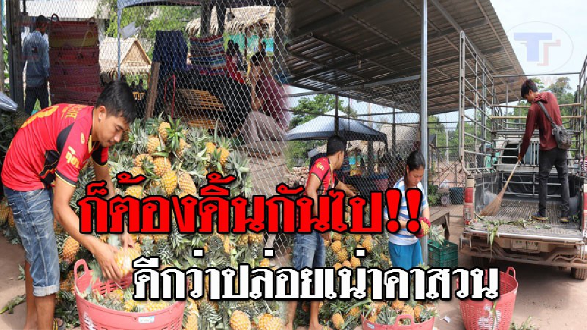 สุดความสามารถแล้ว..!! ชาวสวนดิ้นรนเต็มที่ ตัดสับปะรดขายกัมพูชา หลังราคาตกต่ำ เผยดีกว่าปล่อยให้มันเน่าคาสวน!? (ชมคลิป)
