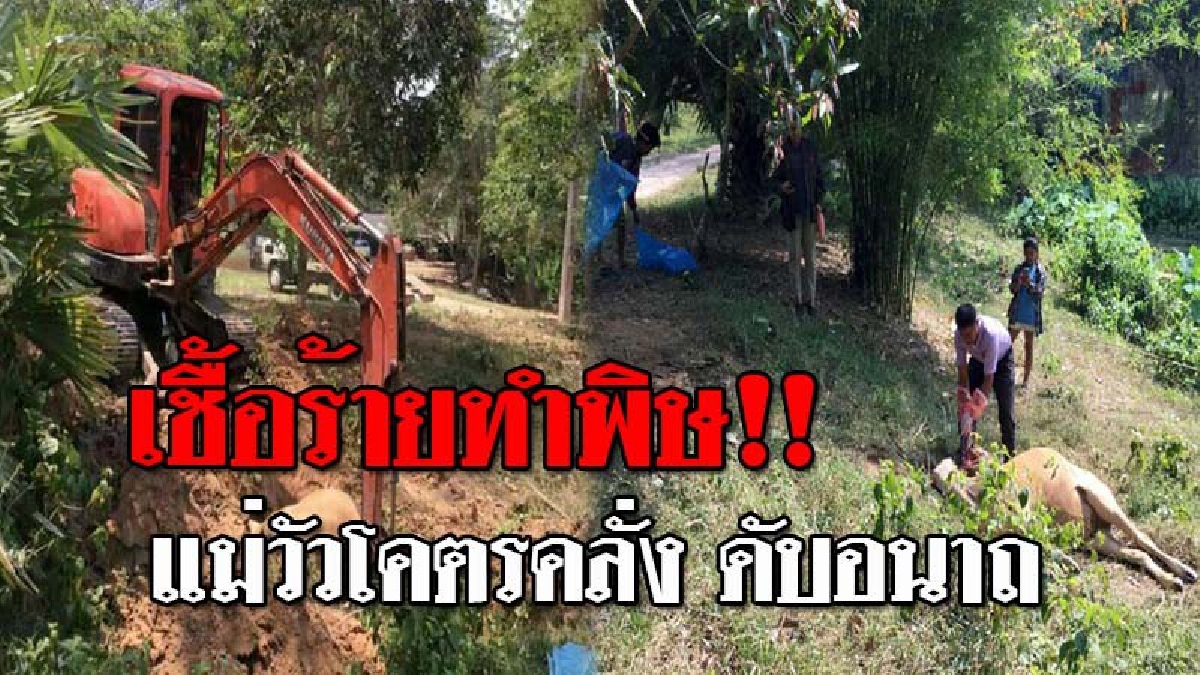 ผวาทั้งหมู่บ้าน..!! แม่วัวพันธุ์ดีท้องแก่ คลั่งน้ำลายฟูมปาก ไล่ขวิดชาวบ้าน ก่อนล้มตายอนาถ อึ้งหนัก หลังตรวจพบเชื้อร้ายแรง!? (ชมคลิป)