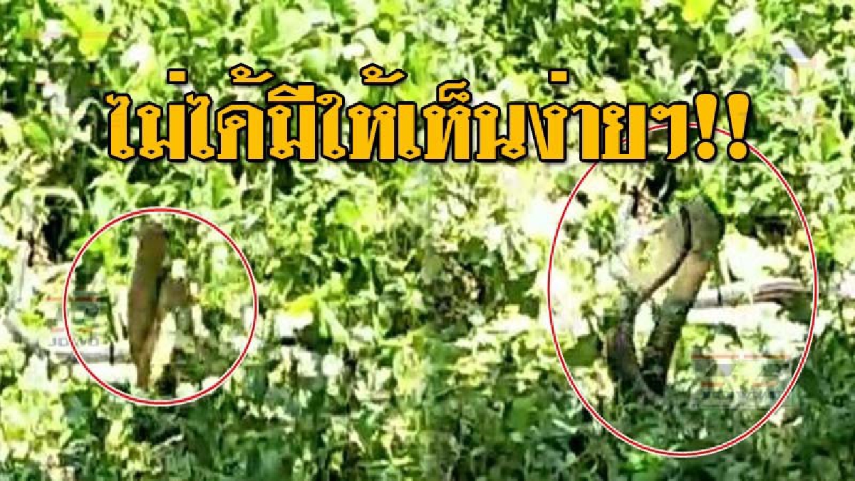 โคตรฮือฮา..!! ชาวบ้านแห่ดู "จงอางยักษ์" โชว์ลีลาพลอดรัก กลางสวนปาล์ม งานนี้คอหวยไม่พลาด ส่องทะเบียนบ้านกันอลหม่าน!? (ชมคลิปเหตุการณ์)