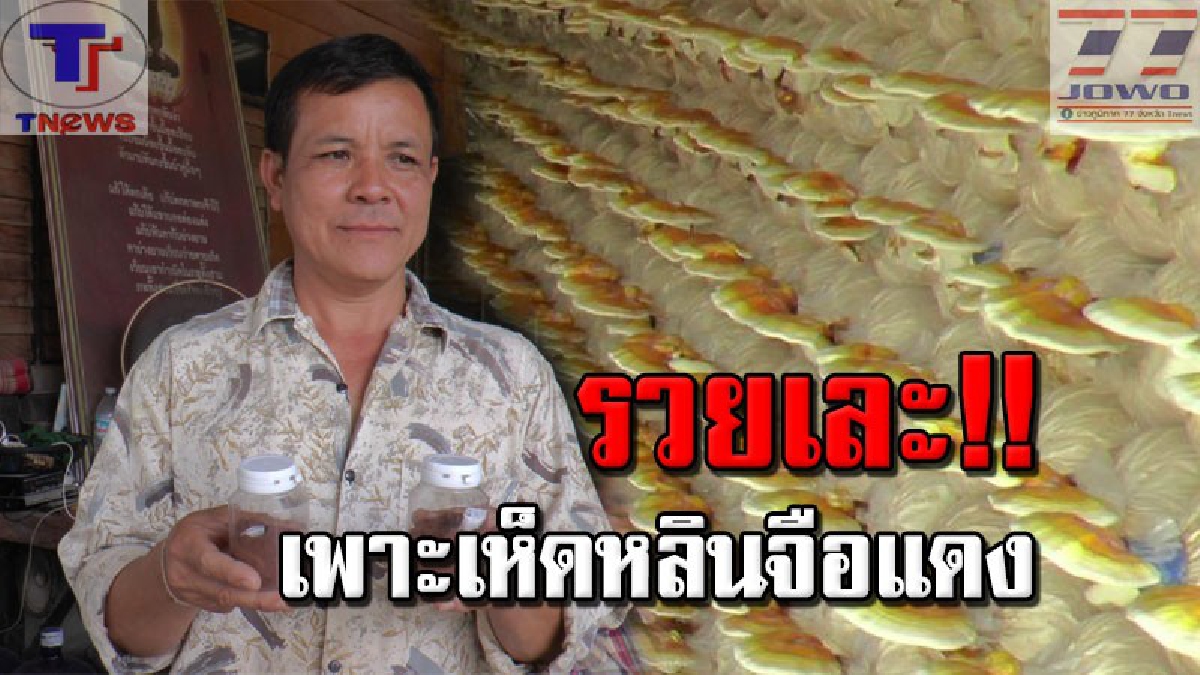 อาชีพทำเงิน !! 2 สามี-ภรรยาเพาะ "เห็ดหลินจือแดง" ของดีคุณสมบัติเลิศ ส่งขายรายได้งาม ที่สำคัญ! ราคาสูงถึงกิโลกรัมละ 3,500 บาท!!! (คลิป)