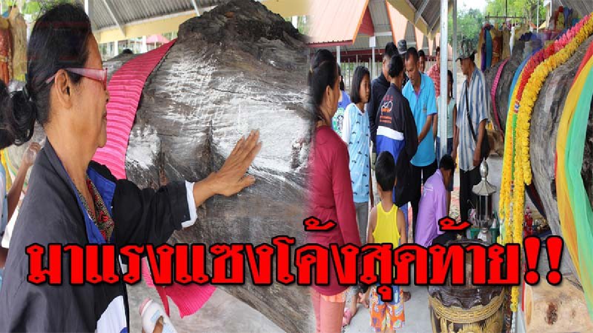 เลขเด็ดมาแล้ว..!! ชาวบ้านแตกฮือ แห่ขอเลขเด็ด "ต้นตะเคียน" อายุหลายร้อยปี หลังมีหญิงสาวมาเข้าฝัน แถมให้โชคแม่น ลั่นพรุ่งนี้มาแน่ๆ!? (ชมคลิป)