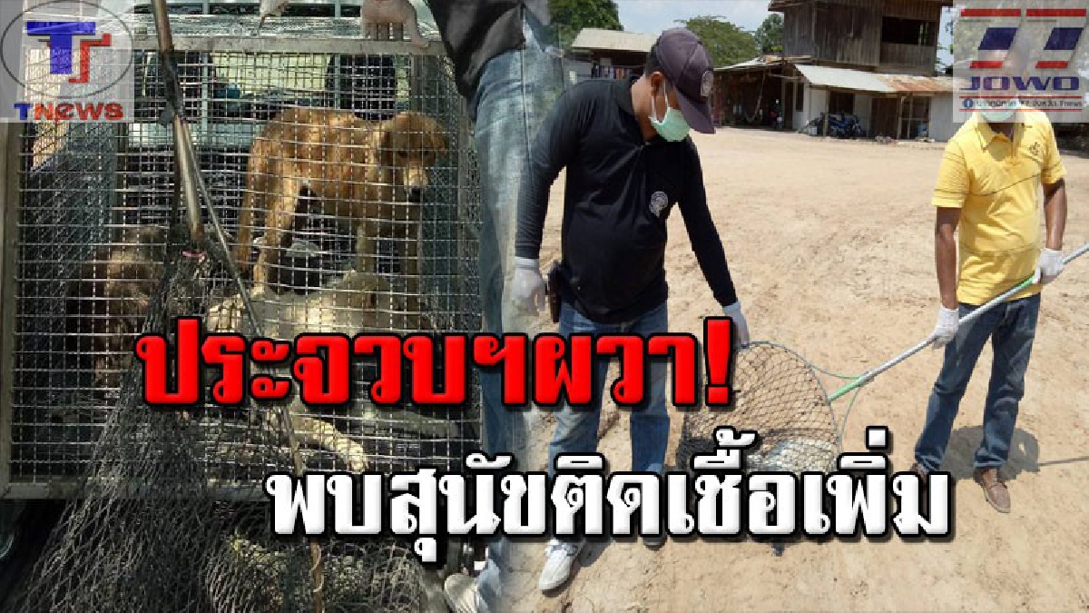 ระบาดหนักขึ้นทุกวัน !!! ประจวบฯพบเพิ่ม 4 หัวสุนัขภายใน 2 อำเภอ "ติดเชื้อพิษสุนัขบ้า"