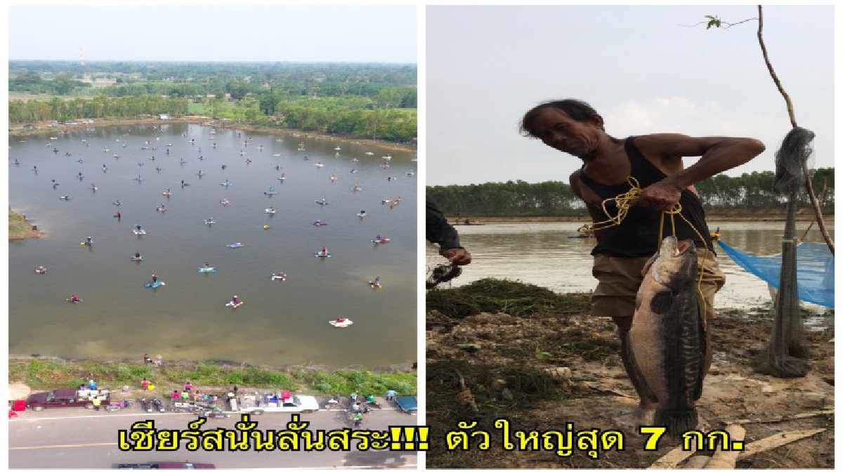 คึกคัก!! เสียงเชียร์ลั่นสระ แข่งขันจับปลา ชิงแชมป์นักล่าแห่งสายน้ำเมืองช้าง อึ้ง! แชมป์เซียนปลา ล่าชะโดยักษ์ หนักถึง 7 กก. (คลิป)