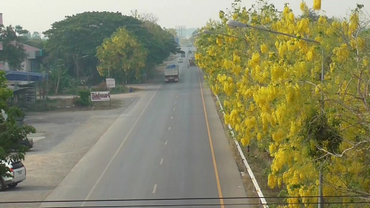 อ่างทองดอกคูนบานสะพรั่งยาวกว่า 5 กม.รับเทศกาลสงกรานต์สร้างสีสันสวยงามช่วงหน้าร้อน