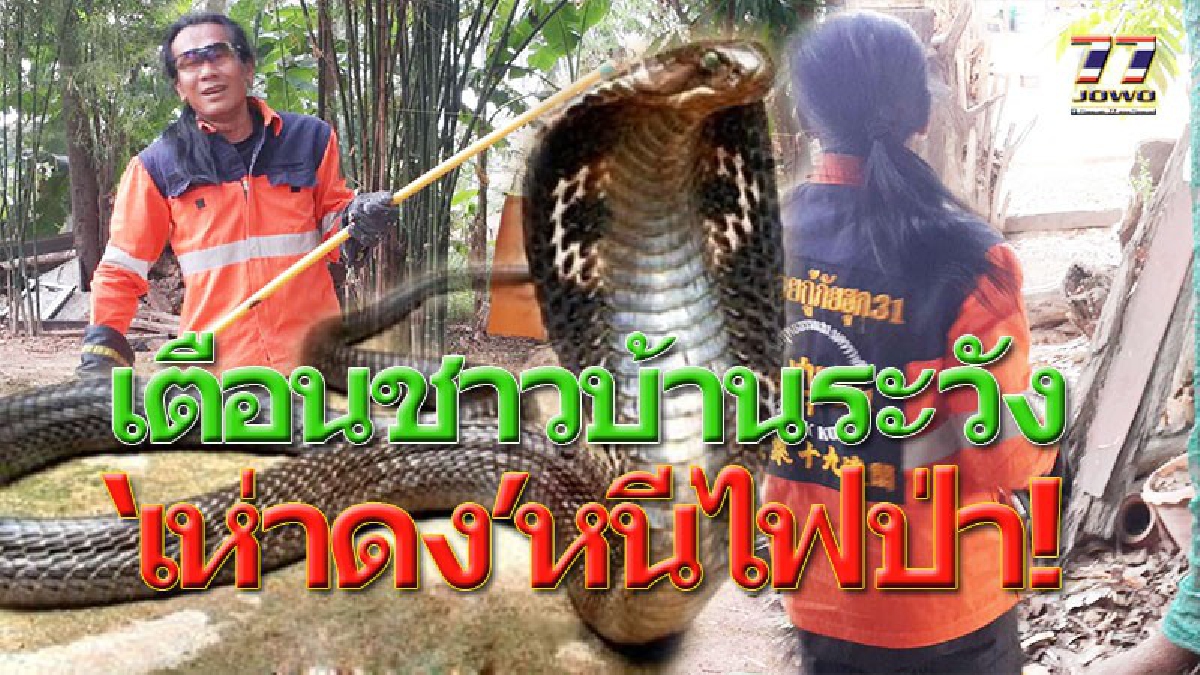 หลวงพี่สะดุ้งโหย่ง งูเห่าหนีไฟป่ามาหากินในวัด บุกเข้ากุฏิเจอจังๆเกือบโดนฉก (มีคลิป)