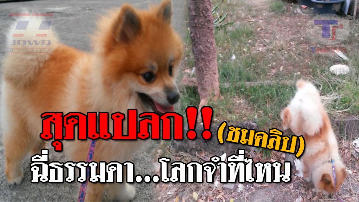 ฉี่ธรรมดาโลกไม่จำ..!! เห็นแล้วอดยิ้มไม่ได้ เมื่อ "ลูกสุนัขแปลก" มีลีลาการฉี่ที่ไม่ธรรมดา เจ้าของเผยคิดว่าทำเล่นๆ แต่กลับทำเป็นประจำ!? (คลิป)