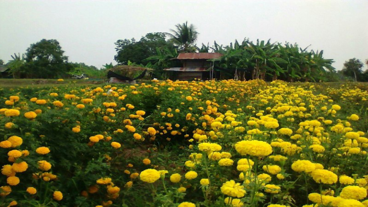 เกษตรพอเพียง..เดินตามรอยพ่อไม่อดตาย คุณลุงวัย 62 ปี ทำเกษตรแบบพอเพียง เลี้ยงชีพเลี้ยงครอบครัวอยู่ได้อย่างสบายๆ เมื่อสู่วัยเกษียณ (ชมคลิป)