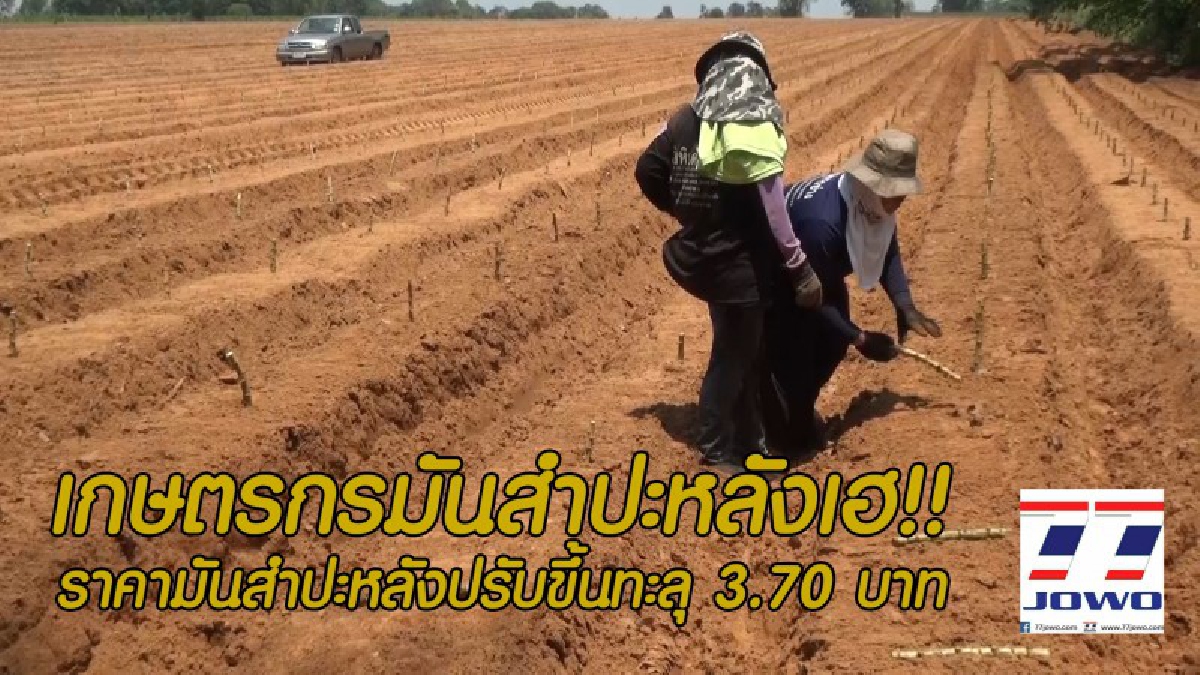 เกษตรกรมันสำปะหลังเฮลั่น!! หลังราคามันสำปะหลังพุ่งถึง 3.70 บาท คาดอนาคตอาจพุ่งทะลุถึง 4 บาทกว่า (คลิป)