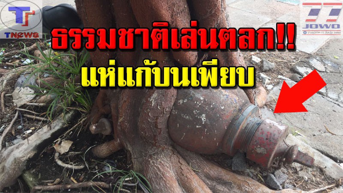 ไทยแลนด์โอนลี่ !!! ชาวบ้านฮือฮา..แอบนำดอกไม้พวงมาลัยแก้บนท่อส่งน้ำดับเพลิง หลังโผล่กลางต้นโพธิ์สูงกว่า 10 เมตร!!!? (คลิป)