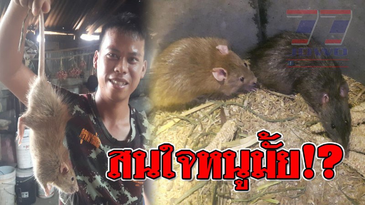 เอาหนูมั้ยพี่!?? หนุ่มวัย 24 ปี พบความสำเร็จจากการเพาะเลี้ยง "หนูแผง" เปิดขายทางโลกออนไลน์..!! (ชมคลิป)