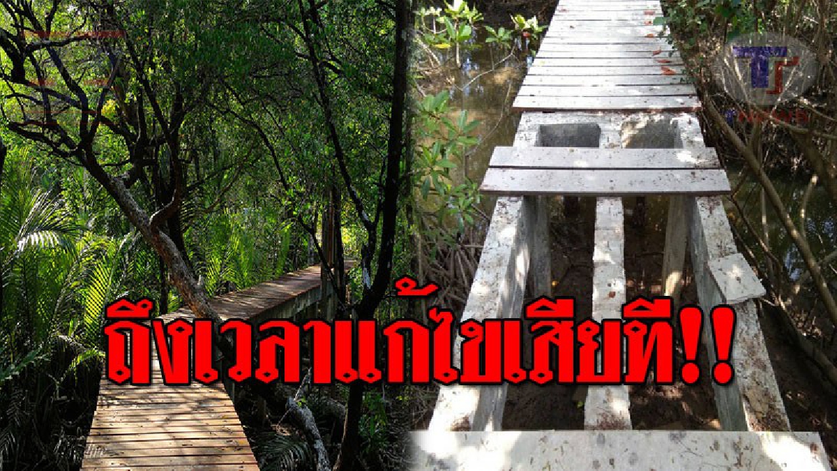 แก้ไขอย่างด่วน..!! ชาวเน็ตเกาะช้าง โพสต์จี้ภาครัฐ เร่งซ่อมสะพาน เดินชมป่าชายเลน แหล่งท่องเที่ยวสำคัญ ที่ชำรุดมานานกว่า 1 ปี!?