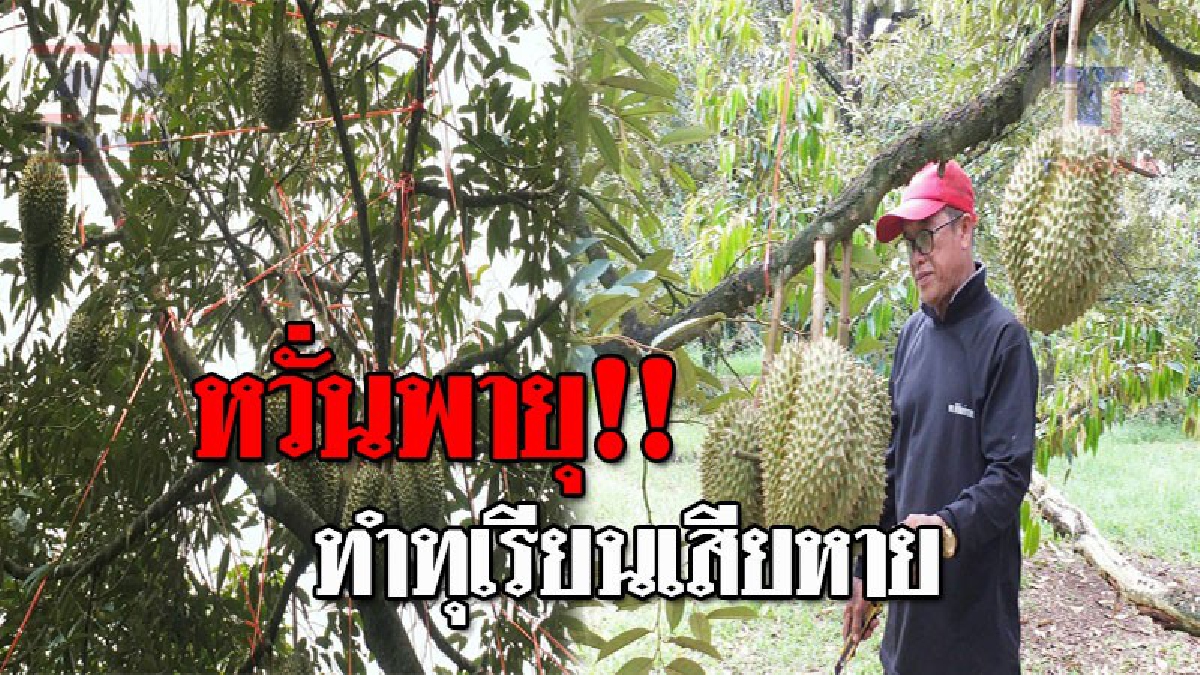 ชาวสวนทุเรียนเกาะช้าง นำเชือกฟางมัดโยงกิ่งทุเรียน หวั่นลมแรงพัดกิ่งหัก ผลผลิตลูกใหญ่ร่วงหล่น หลังกรมอุตุฯเตือนพายุฤดูร้อนเข้าหลายวัน