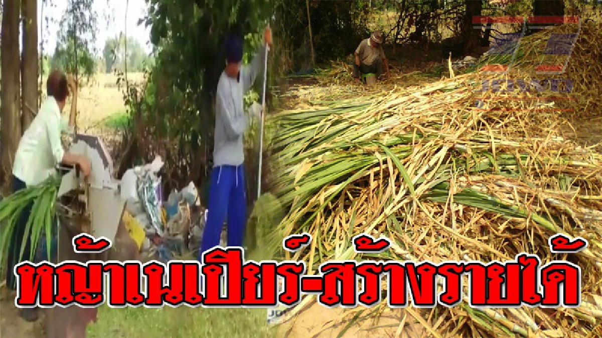 หยาดเหยื่อ..แลกเงิน ! คุณตาวังบดปลูกหญ้าเนเปียร์ขาย สร้างรายได้เป็นกอบเป็นกำ..!? (ชมคลิป)