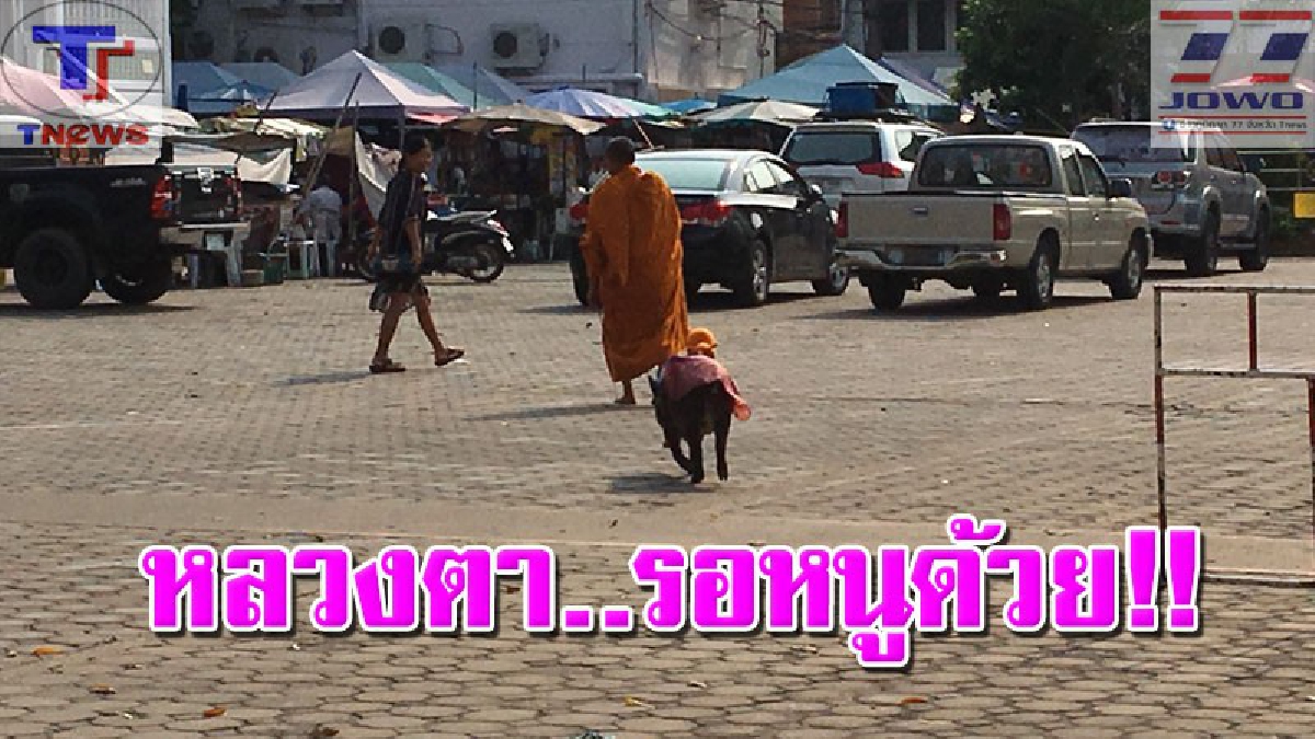 "แม่นางนำบุญ" หมูป่าแสนรู้ เดินตามพระออกบิณฑบาตรกลางตลาดสัตหีบ งานนี้ได้ใจพ่อค้า-แม่ค้าเพียบ (คลิป)