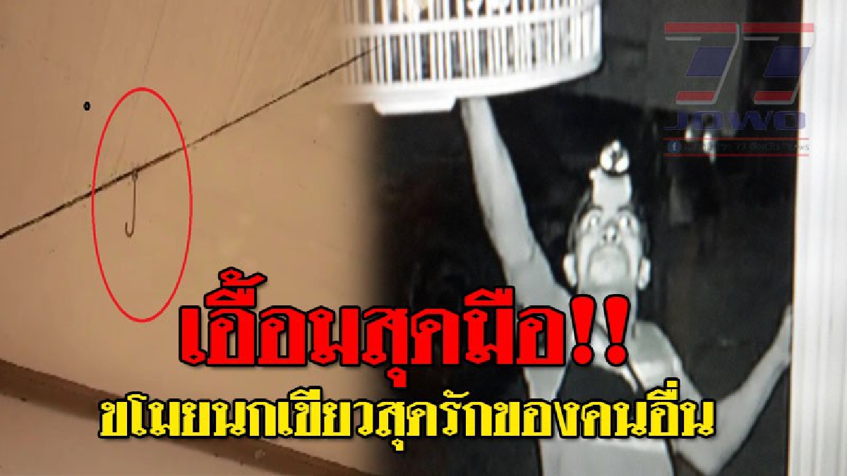 เหมือนโดนตบหน้า ! วงจรปิดจับหน้าโจรชัด แอบย่องขโมยนกไปทั้งกรง เจ้าของเผยสุดช้ำใจ นกตัวนั้นเป็นตัวโปรดซะด้วย!? (ชมคลิป)