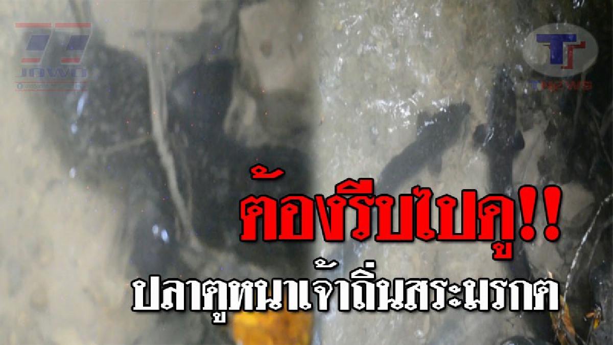 หาดูยากสุดๆ..!! นทท.สุดฮือฮา ปลาตูหนา ว่ายน้ำโผล่ขออาหาร นทท. หลังว่ายทวนน้ำเพื่อวางไข่ พร้อมเผยอาหารสุดโปรดที่มันชอบ!? (ชมคลิป)