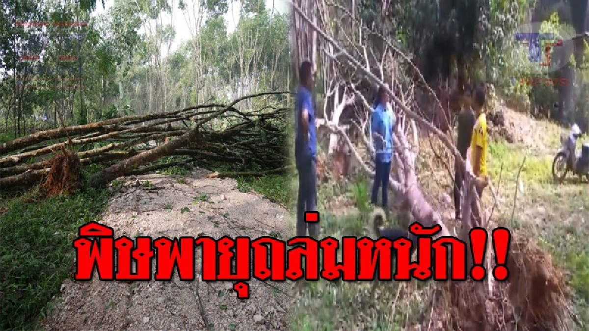 ชาวเขาพนมเศร้า..!! ฝน ลม ลูกเห็บ ถล่มหนัก ทำต้นยางหักโค่นนับพัน ล้มขวางถนน เกษตร และ อบต.เข้าสำรวจเตรียมช่วยเหลือ!? (ชมคลิป)