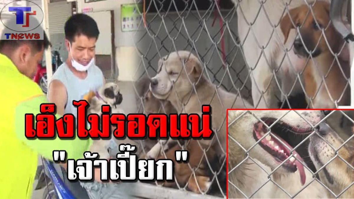 เจ้าของน้ำตาริน !! เตรียมส่งสุนัขกว่า 40 ตัวเข้าด่านกักกันสัตว์ จ.นครพนม หลังพบติดพิษสุนัขบ้า (คลิป)