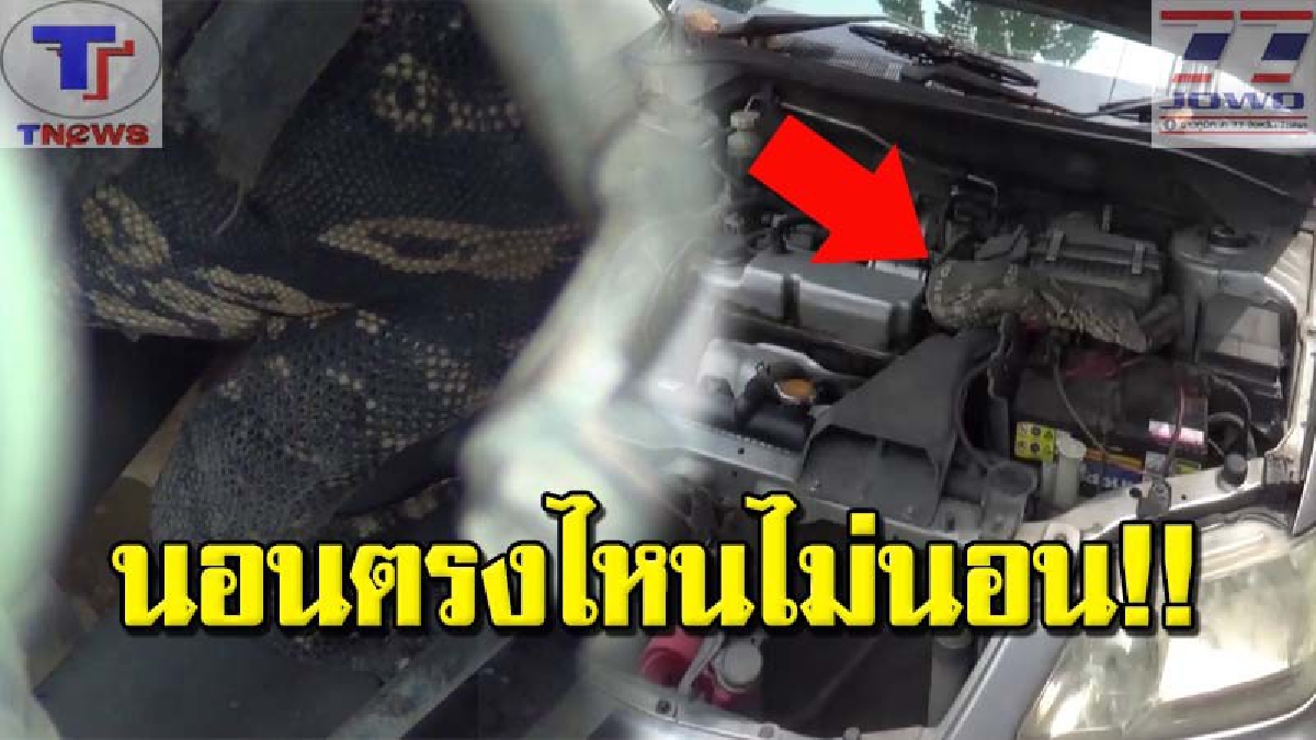 ตัวเ_ี้ยบุก !!!! แทบช็อก.."ตัวเงินตัวทอง" แอบเข้าไปนอนในห้องเครื่อง เจ้าของรถงงหนัก! ทำไมสตาร์ทรถไม่ติด พอเจอสาเหตุถึงกับหงายเงิบ (คลิป)