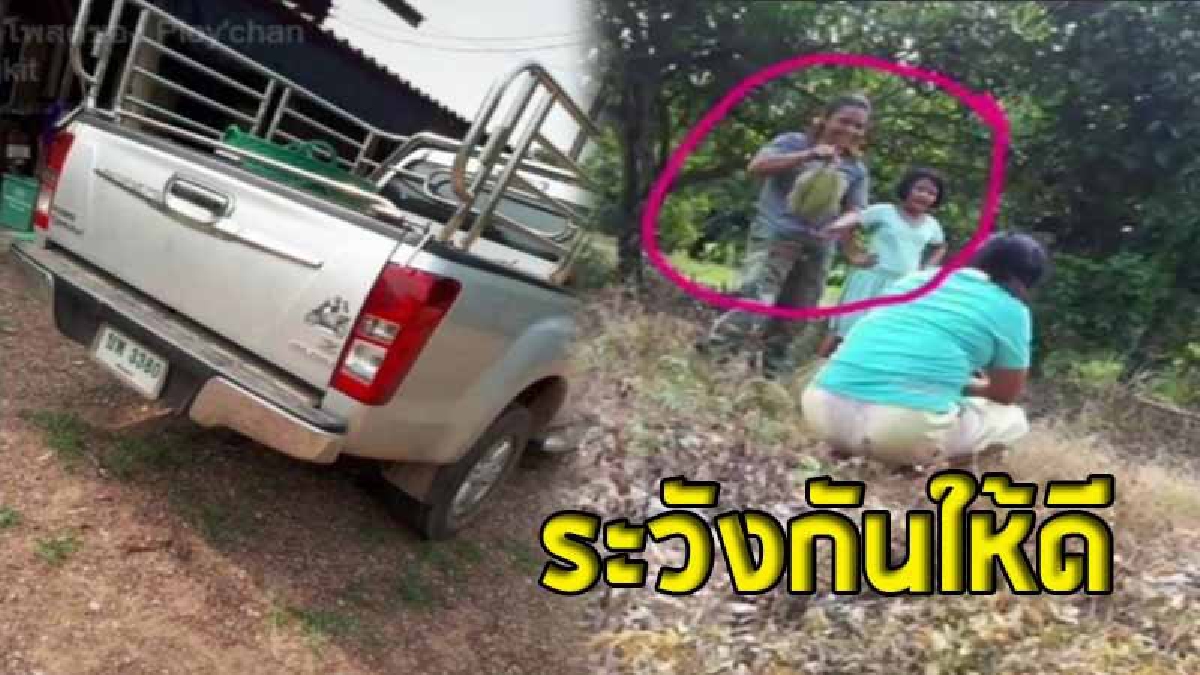 สาวใหญ่สุดแสบ หลอกตัดลูกทุเรียนกว่า 40 ลูก แล้วออกอุบายไปเอาเงินจากสามีที่ตัดอยู่สวนข้างเคียงมาให้ สุดท้าย..ชาวสวนต้องน้ำตาตกใน (มีคลิป)