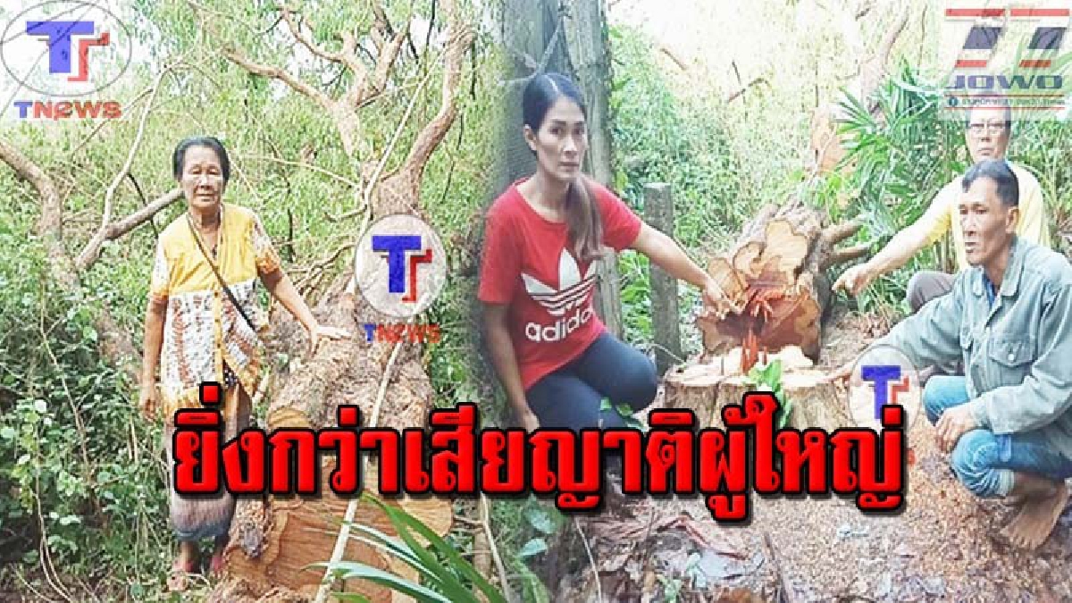 ยายใจสลาย!! ร่ำไห้อาลัยเหมือนสูญเสียญาติผู้ใหญ่ หลังกลุ่มมอดไม้ชั่วบุกตัดพยูงอายุกว่า 50 ปี แถมถูกขู่ซ้ำ! "นี่ต้นไม่กู อย่ามายุ่ง" (คลิป)