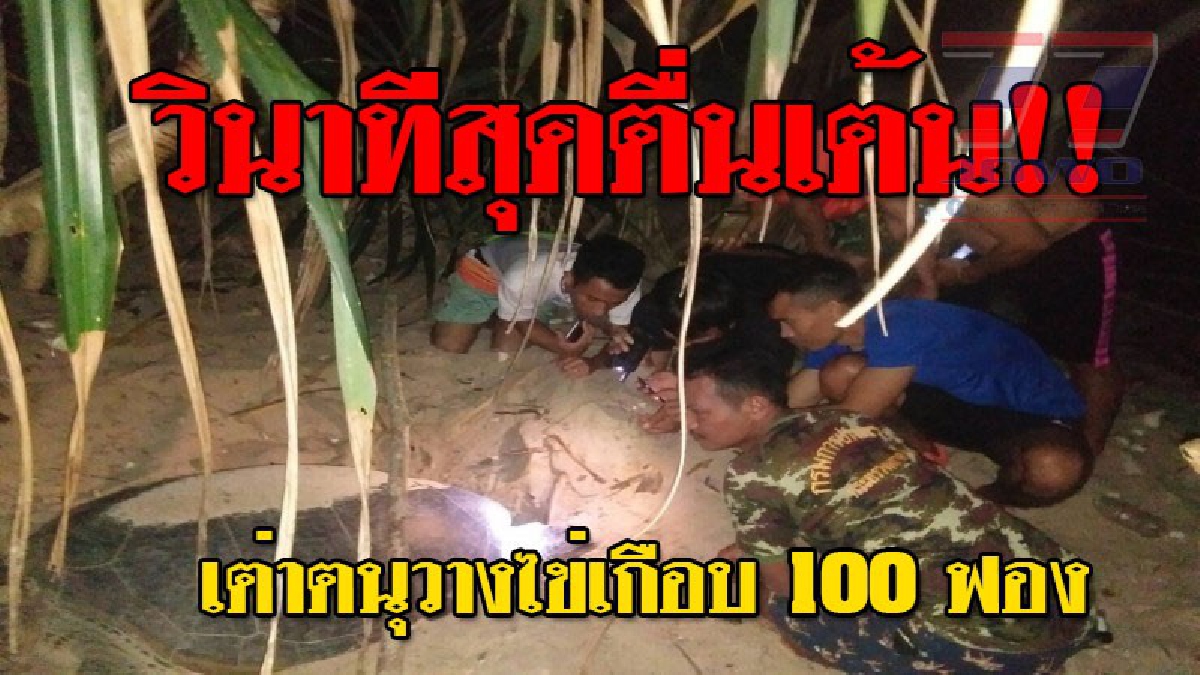 หาดูได้ยาก ! เป็นคลิปสุดตื่นตาตื่นใจ จนท.เห็นรอยคลานของเต่าจากน้ำสู่ชายฝั่ง เดินไปพบจังๆเต่าตนุกำลังวางไข่..!?? (ชมคลิป)