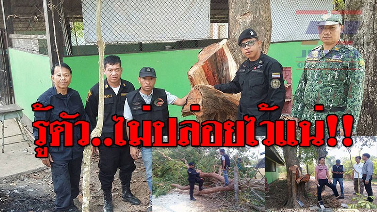 รู้ทะเบียนรถตำรวจจับแน่!! แก๊งค้าไม้พะยูงข้ามชาติ บุกเข้าไปลักลอบตัดในโรงเรียนกลางดึก ครูเวรตื่นมาพบไม่กล้าเอะอะเกรงจะได้รับอันตราย..!?